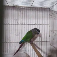 طوطی گرینچیک ماده بالغ کارداده|پرنده|فریدون‌کنار, |دیوار