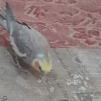 عروس هلندی|پرنده|تربت جام, المهدی|دیوار