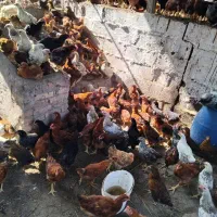 نیمچه گلپایگانی|حیوانات مزرعه|رشت, کوی عرفان|دیوار