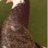 کفتر جوجه شازده سیاه باخت دادم