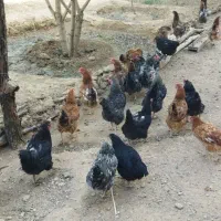 مرغ