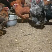 پنچاه تا مرغ گلپایگانی