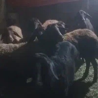 میش جوان