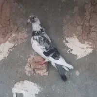 کبوتر ابلغ سبز ودم سفیدکاکولی پرشی