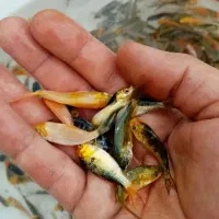 بچه ماهی کپور آمور فیتوفاک بیگهد گرمی کوی پالیت|ماهی|تهران, میدان میوه و تره‌بار مرکزی|دیوار