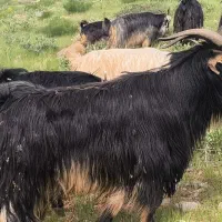 پازن تخمدار دو سال ترکی کهوا