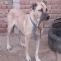 سگ نر گله ای و نگهبان|سگ|آذرشهر, |دیوار