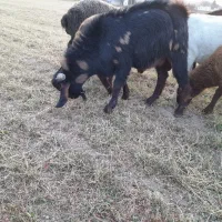 قوچ ،میش‌ بره بز بزغاله بره نر بره ماده|حیوانات مزرعه|ملایر, |دیوار