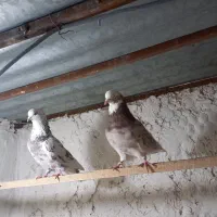 کفتر باخت رفته