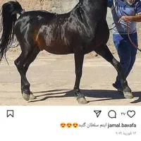 نریون و مادیون و کره|اسب و تجهیزات اسب‌سواری|اصفهان, نصرآباد|دیوار