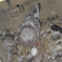کبوتر