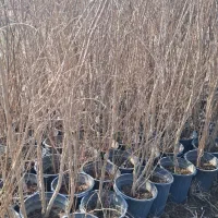 نهالستان نکویی|خدمات باغبانی و درختکاری|دلند, |دیوار