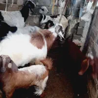 پاچن گوشتی. نسلی|حیوانات مزرعه|نیک شهر, |دیوار