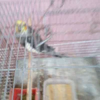 پرنده.عروسهلندی|پرنده|گنبد کاووس, |دیوار