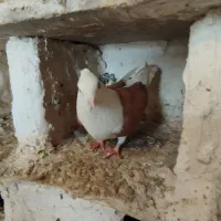 کبوتر|پرنده|بروجرد, |دیوار