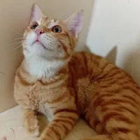 ۶ ماهشه نره|گربه|کرمانشاه, |دیوار