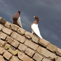 کبوتر سینه ای|پرنده|بوئین زهرا, |دیوار