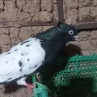 پرنده کله ای ماده