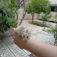 ۳ عدد همستر سوری ماده