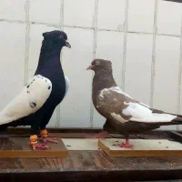 جفت سینه سیاه