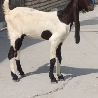 دوعدد بز دجیجه مال تربیتی گاو گوساله گوسفند بز بره