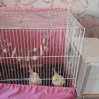 عروس هلندی|پرنده|طرقبه, |دیوار