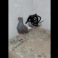 کبوتر سینه زرد