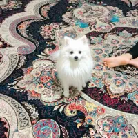 فروش سگ پامرئین برای