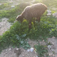 کوه ماده|حیوانات مزرعه|مسجد سلیمان, |دیوار