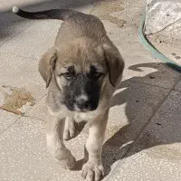 توله ماده نژاد دار خوب