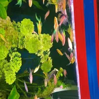 ماهی زبراسوپرباله