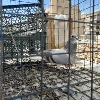 کبوتر خرقه کچی درجه یک|پرنده|اصفهان, پروین|دیوار