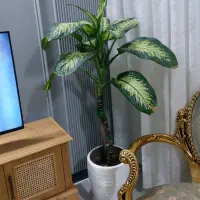 دیفن باخیا ۱مترو نیم