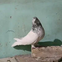 موبایل موبایل کبوتر|موبایل|مسجد سلیمان, |دیوار