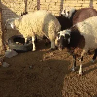 5بره نر پلنگی|حیوانات مزرعه|زاوه, |دیوار