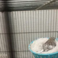 یه جفت قناری نر با تخم|پرنده|قرچک, شهرک طلائیه|دیوار