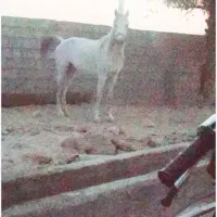 اسب|اسب و تجهیزات اسبسواری|برازجان, |دیوار