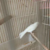 قناری  ماده سفید