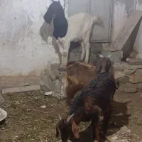 سه عدد بزیکی نر دوتا ماده|حیوانات مزرعه|همدان, |دیوار