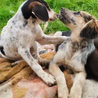 سگ شکاری عالی جفت ماده