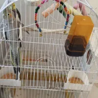 دو جفت عروس هلندی مولد به شرط تخم و جوجه