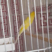 قناری نررسمی بلندمست|پرنده|شاهینشهر, نبوت|دیوار