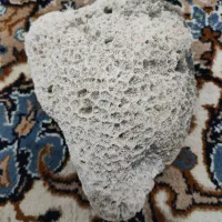 مرجان دریایی