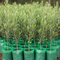 نهال زیتون زرد سوری با تخفیف ۱۰٪ و ارسال فوری|خدمات باغبانی و درختکاری|روانسر, |دیوار