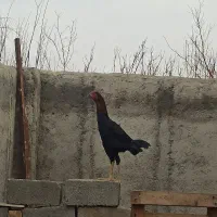 خروس لاری|حیوانات مزرعه|محمدیه-قزوین, |دیوار