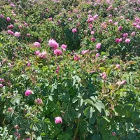 عرق درمنه