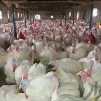 بوقلمون زنده تنظیم بازار