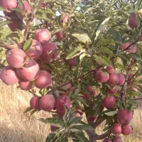 باغبانی و رسیدگی کلی|خدمات باغبانی و درختکاری|مراغه, |دیوار