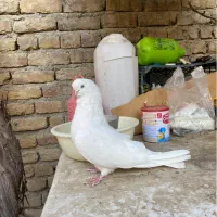 کبوتر سفید قنار دوسر چشم نوک سفید
