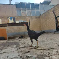 مرغ لاری، لاکندزی، گلین|حیوانات مزرعه|شاهین‌شهر, سعدی شمالی|دیوار